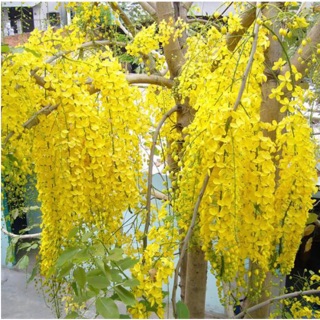 Hạt hoa muồng Hoàng Yến - 35 hạt