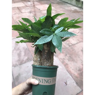 cây kim ngân tài lộc