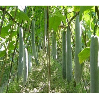 Hạt giống Bí sặt