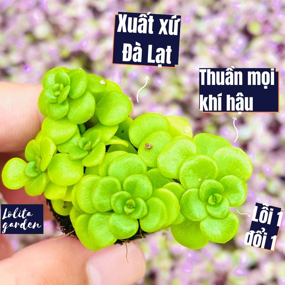 Sen đá sedum vảy cá Đà Lạt size mini cây cảnh trang trí nhà cửa Lolita garden