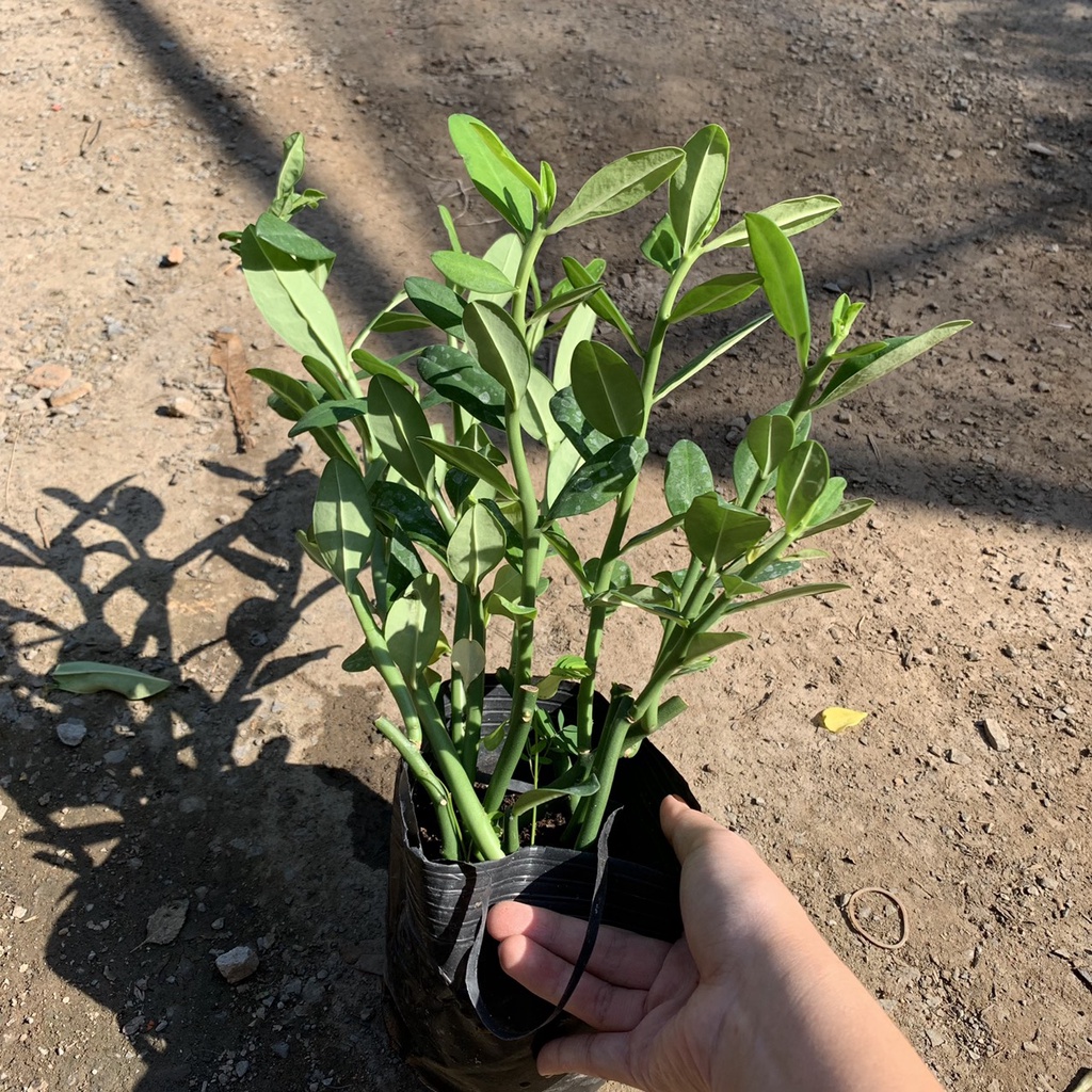 Chậu cây giống Thạch Anh  hỗ trợ điều trị bệnh ung thư vòm họng, bướu cổ, ung thư lưỡi, sâu răng
