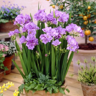 Bộ 3 củ giống hoa lan nam phi hoa màu tím ( tặng kèm 3 viên nén ươm củ )