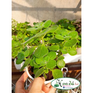 Sen thơm (nhất mạt hương) size trung Hoa Đá BMT