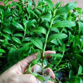Hoa phong lan 5 cánh trắng cấy mô