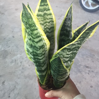 Lưỡi hổ thái chậu 3 cây