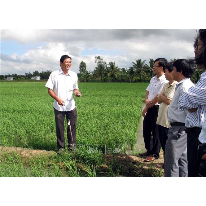 Gạo ST25 Chính hiệu Hồ Quang Cua - Gạo ngon nhất thế giới