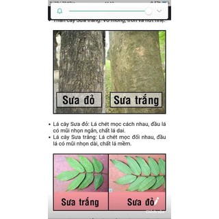 combo 10 cây sưa đỏ cao 30-35cm