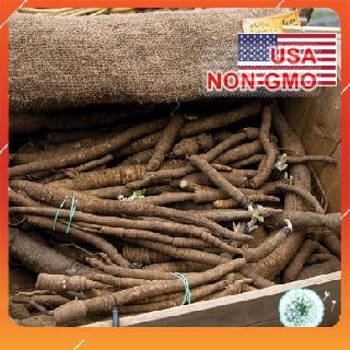 10h hạt giống ngưu bàng chiko nnf1