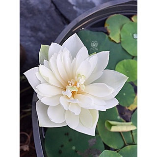 Hoa sen mini trắng cánh kép