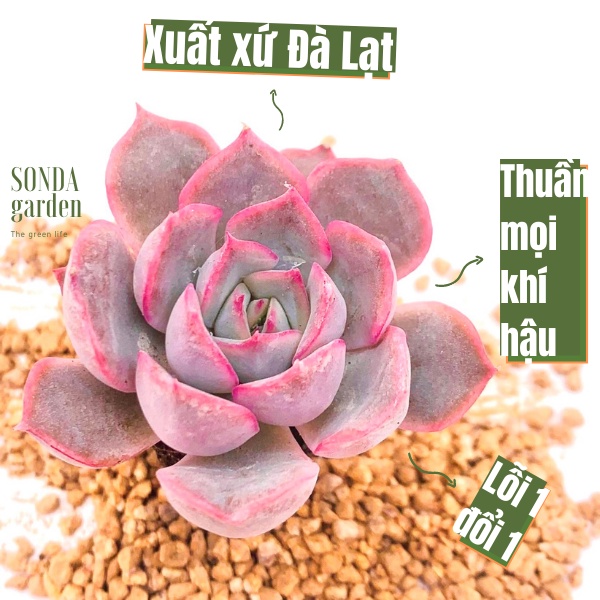 Sen đá hồng cánh cứng SONDA GARDEN size mini, xuất xứ Đà Lạt, khoẻ đẹp, lỗi 1 đổi 1