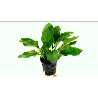  1 cây thủy sinh Lagenandra meeboldii green 