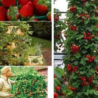 Hạt Giống Dâu Tây Đỏ Leo Giàn/Gói 50 hạt