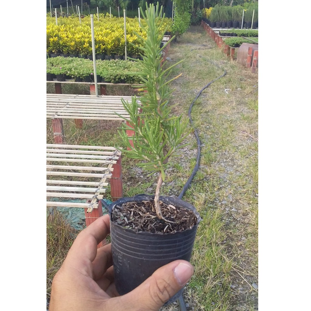 Cây Hương Thảo mini Rosemary cao từ 15cm - 28cm