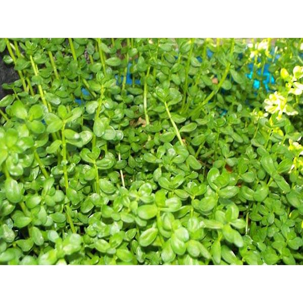 Hạt Giống Rau Sam 1Gram RADO 683