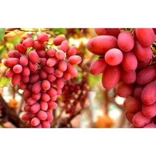 Cây Nho Crimson Seedless Không Hạt Tự Nhiên