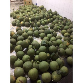 Bưởi Tân Triều