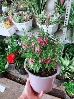 Chậu hoa lưu ly