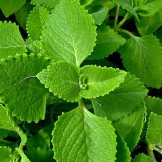 Cây giống húng chanh, rau tần