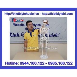 Mô hình hệ xương người 85cm
