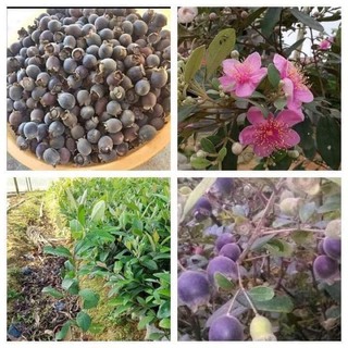 sỉ,lẻ cây sim ăn quả giống cây cao 25-30cm( mua 10 cây tặng 1 cây)