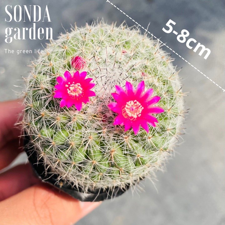 Xương rồng bánh sinh nhật SONDA GARDEN size bé 5-8cm, xuất xứ Đà Lạt, khoẻ đẹp, lỗi 1 đổi 1