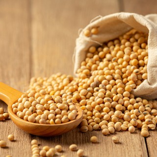 ĐẬU NÀNH - HẠT ĐẬU NÀNH