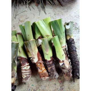 Rẻ vô địch - combo 5 cây ráy thân to