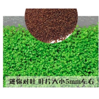 hạt giống nền thuỷ sinh