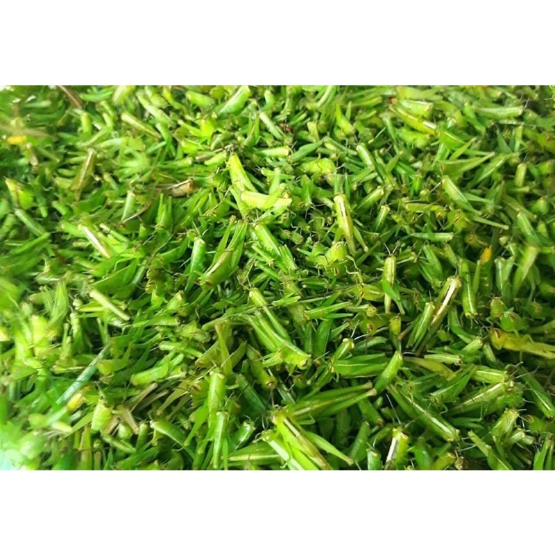 HẠT CÔN TRÙNG DÀNH CHO MI- MÀO- CHOÈ- KHƯỚU