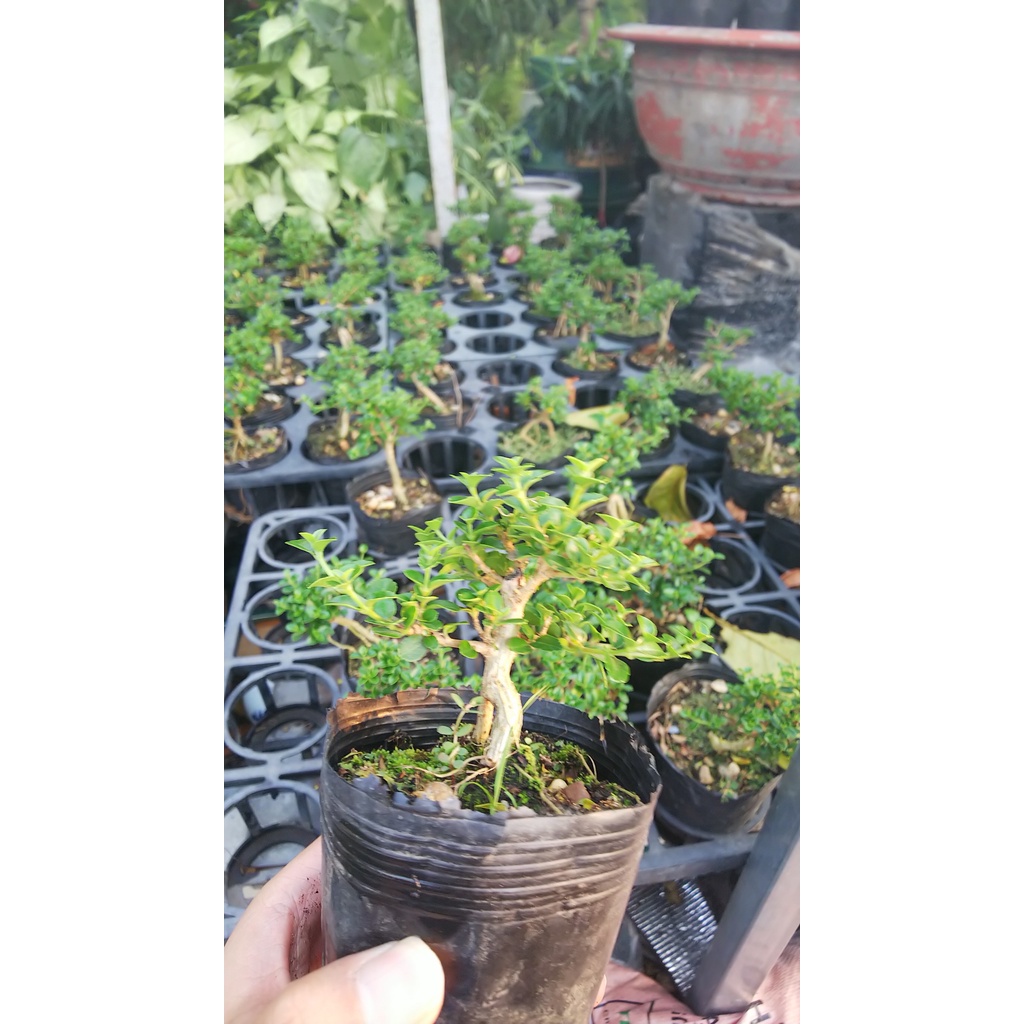 Sam hương bonsai mini, trang trí tiểu cảnh, terrarium cây &lt;15cm