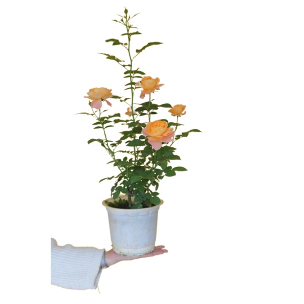 Chậu trồng sen đá, ươm giống cây trồng kích thước (120x150mm) 1 bao 300 cái