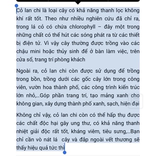 cỏ lan chi có rễ 5cây