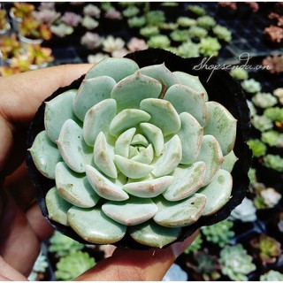 cây sen đá louise (Echeveria Louise)
