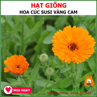 Hạt giống hoa cúc susi vàng cam 20 hạt