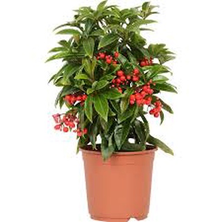 Hạt giống kim ngân lượng - 5 hạt/ gói