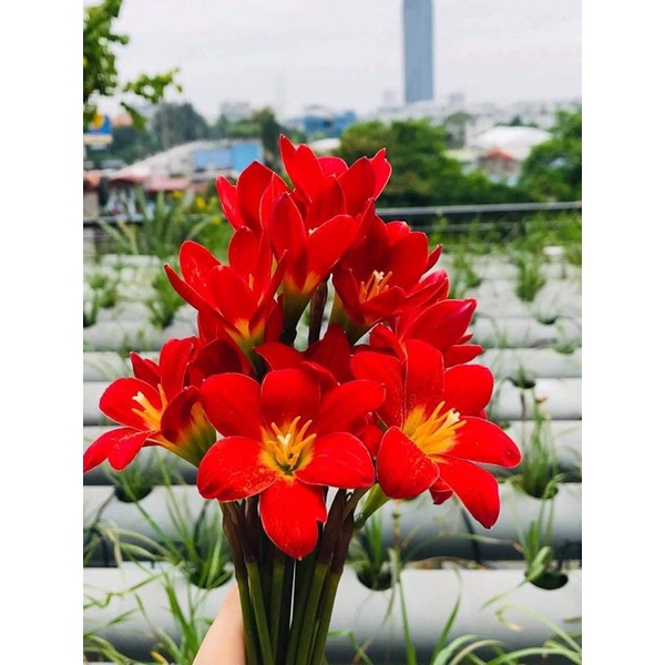 1kg Củ hoa huệ mưa ngoại cánh kép, sống 100% siêng hoa tầm 80-100 củ