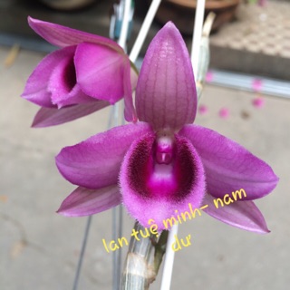 Kie trầm cửu long mặt hoa cực phẩm như hình