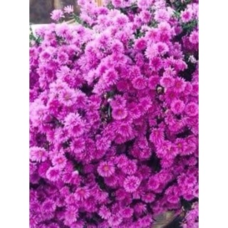 Cây giống hoa thạch thảo đủ màu 10 cây