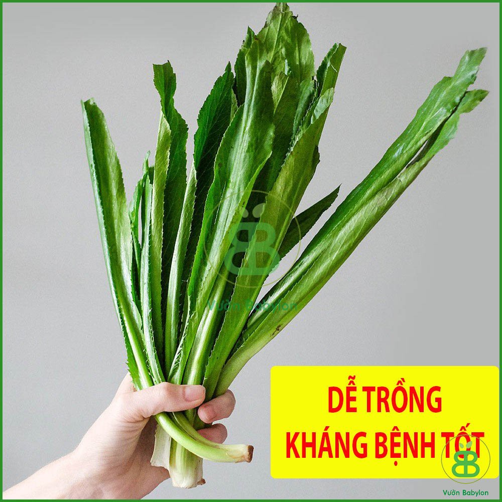 Hạt Giống Ngò Gai (Mùi Tàu) 5Gr Dễ Trồng, Thơm