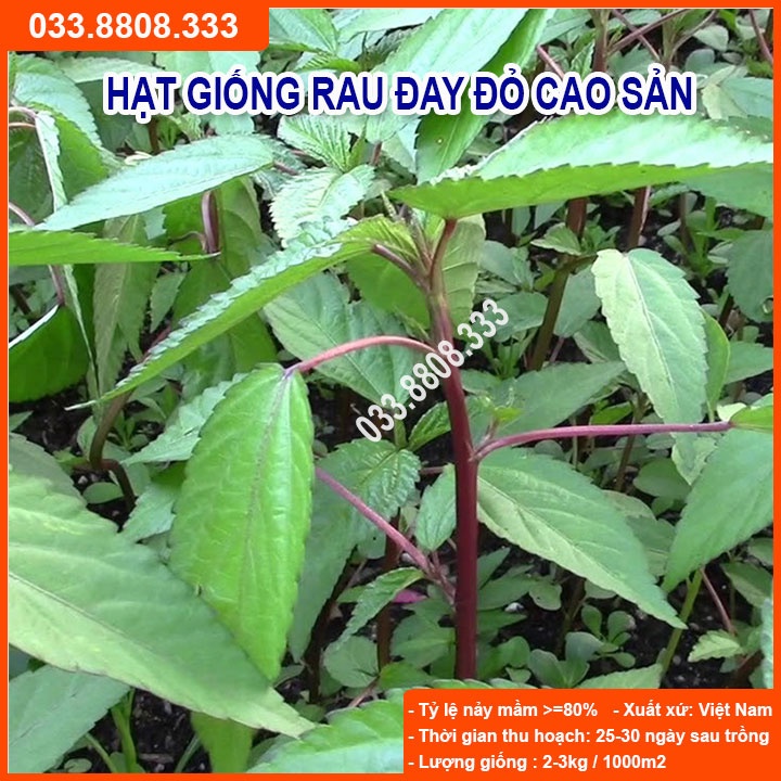 Hạt Giống Rau Đay Đỏ 20gram -Giống Tốt Giá Rẻ