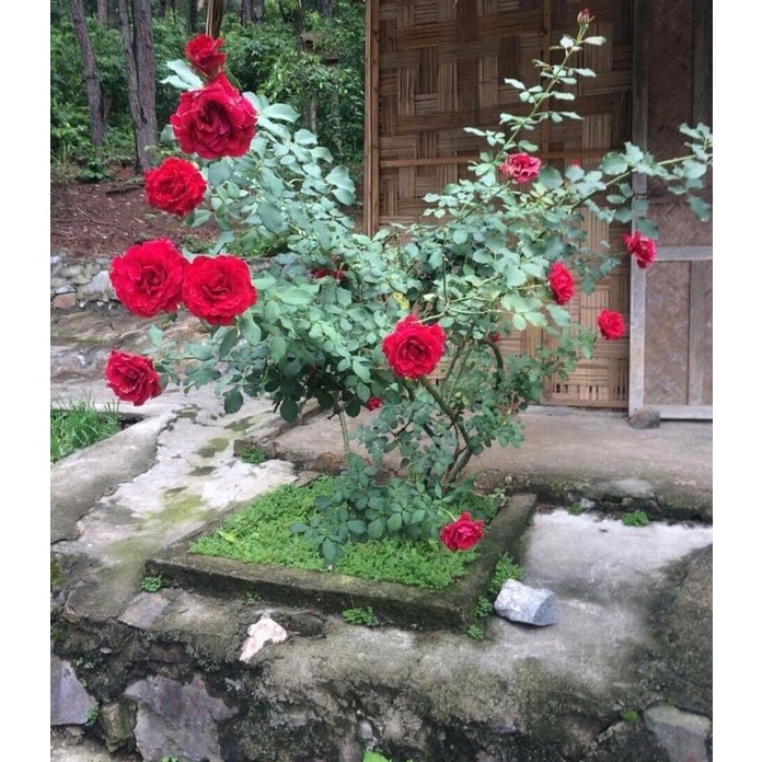 Phân chuối bón hoa Uyên Ngô