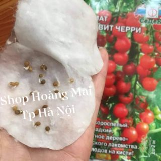 HẠT GIỐNG CÀ CHUA CHUỖI NGỌC SIÊU NGỌT F1