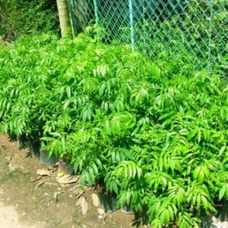 Cây cóc thái lùn 6 tháng cho quả