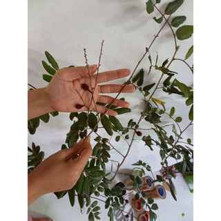 nhãn xuồng tím mau cho trái