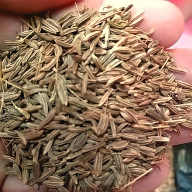 Hạt thì là Ấn Độ - Cumin whole