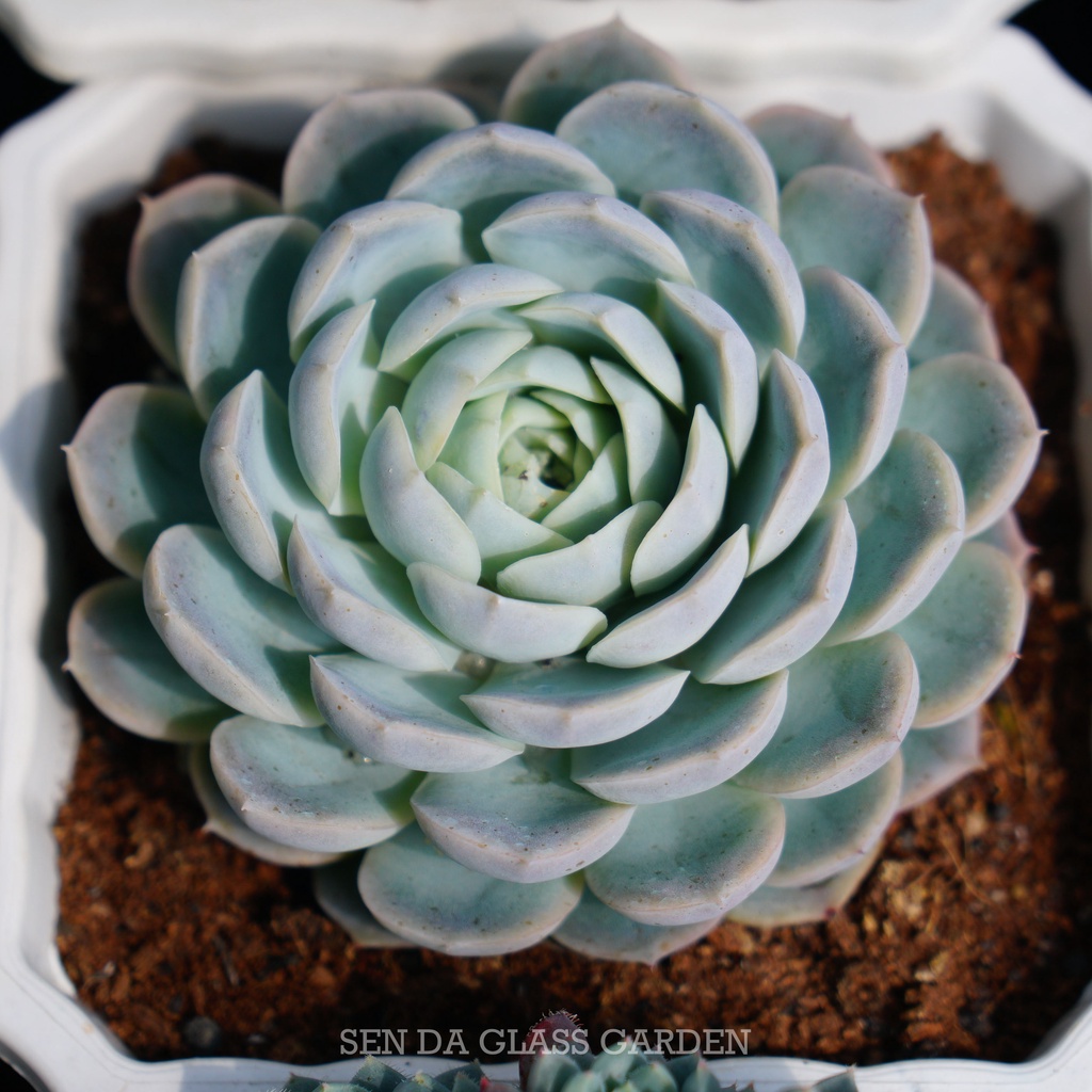 Sen Đá Móng tay trắng GLASS GARDEN chậu trung 8cm, Giá rẻ, khỏe, Lỗi 1 đổi 1