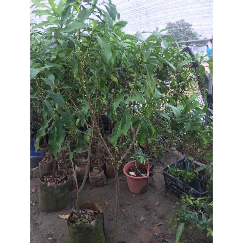 vú sữa hoàng kim đang hoa