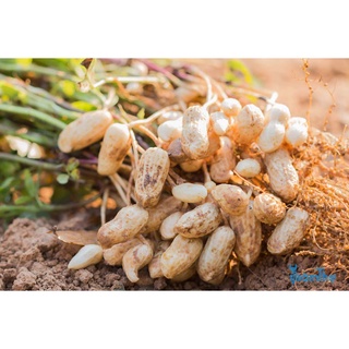 Hạt Giống Đậu Phộng (Giống Lạc)