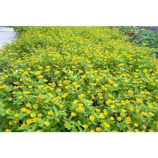 [HOT] Hạt Giống Hoa Cúc Mặt Trời ( 50 - 100 hạt )