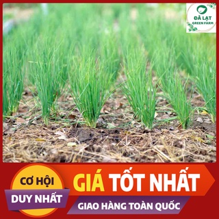 HẠT GIỐNG HÀNH LÁ CHUẨN FARM_1GR (CHẤT LƯỢNG CHUẨN F1)